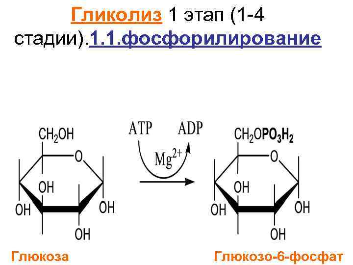 Гликолиз 1 этап (1 -4 стадии). 1. 1. фосфорилирование Глюкоза Глюкозо-6 -фосфат 