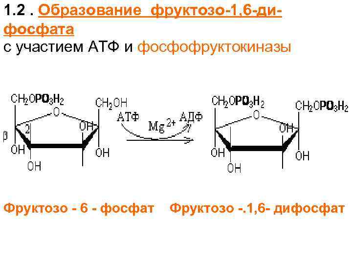 1. 2. Образование фруктозо-1, 6 -дифосфата с участием АТФ и фосфофруктокиназы Фруктозо - 6