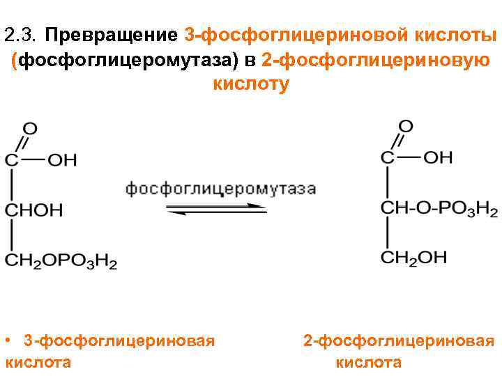 2. 3. Превращение 3 -фосфоглицериновой кислоты (фосфоглицеромутаза) в 2 -фосфоглицериновую кислоту • 3 -фосфоглицериновая