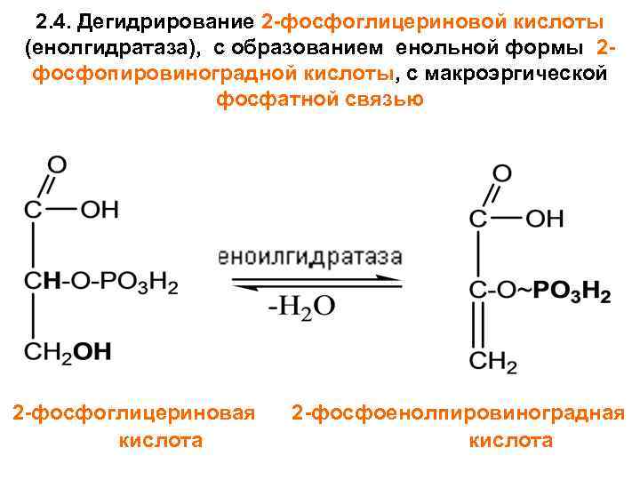 2. 4. Дегидрирование 2 -фосфоглицериновой кислоты (енолгидратаза), с образованием енольной формы 2 фосфопировиноградной кислоты,