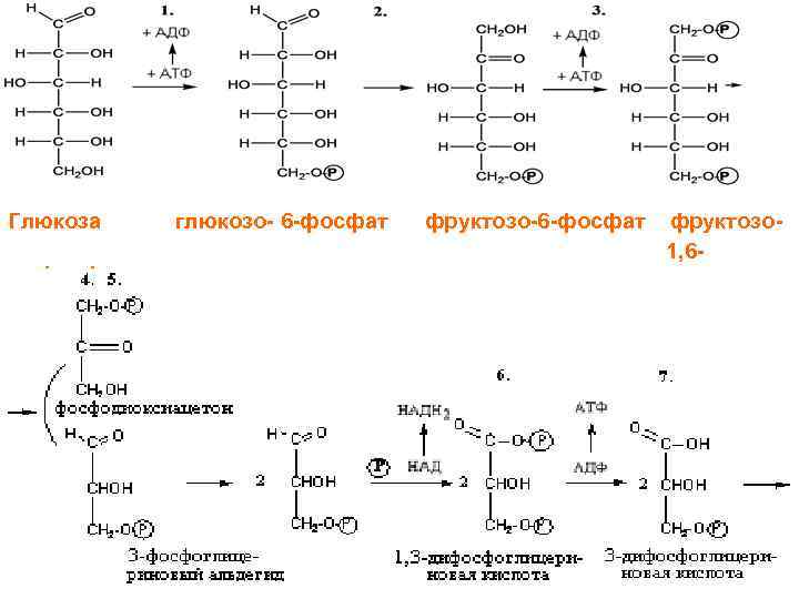 Глюкоза фосфат глюкозо- 6 -фосфат фруктозо-6 -фосфат фруктозо 1, 6 - 