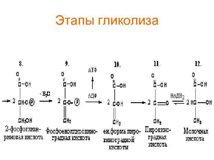 Этапы гликолиза 