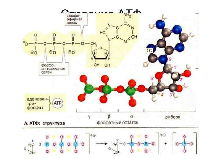 Строение АТФ 