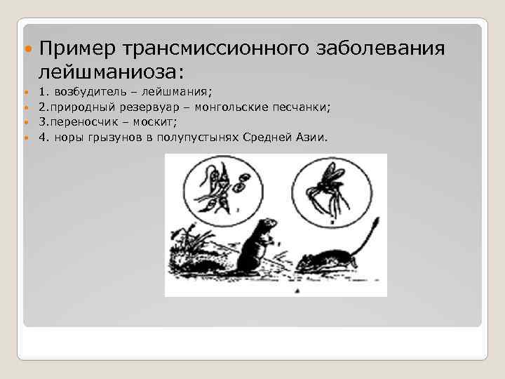  Пример трансмиссионного заболевания лейшманиоза: 1. возбудитель – лейшмания; 2. природный резервуар – монгольские