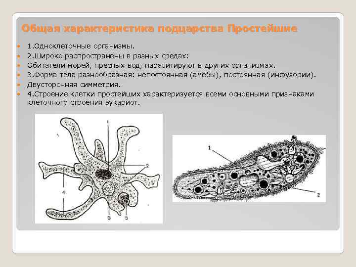 Жизнь клетки одноклеточного организма