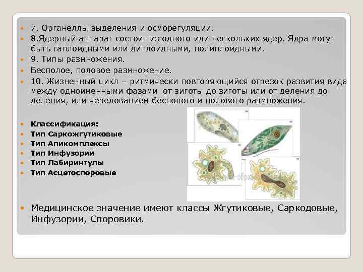  7. Органеллы выделения и осморегуляции. 8. Ядерный аппарат состоит из одного или нескольких