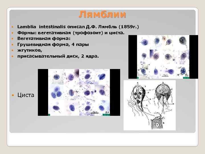 Лямблии Lamblia intestinalis описал Д. Ф. Лямбль (1859 г. ) Формы: вегетативная (трофозоит) и