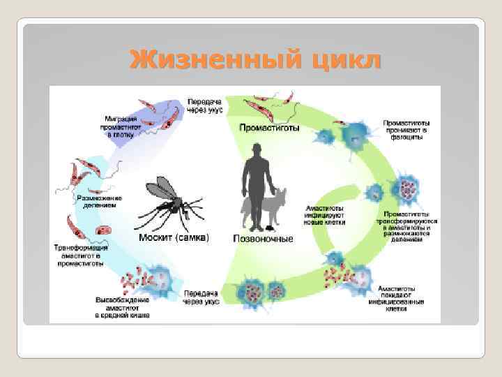 Паразитизм презентация по экологии