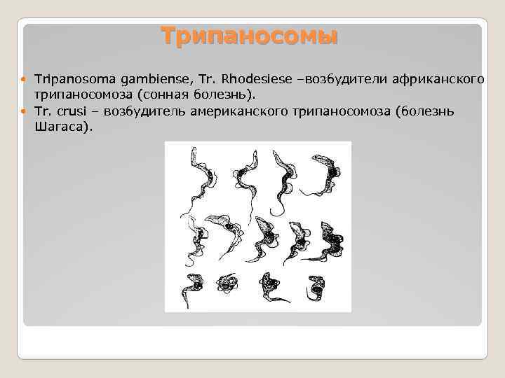 Трипаносомы Tripanosoma gambiense, Tr. Rhodesiese –возбудители африканского трипаносомоза (сонная болезнь). Tr. crusi – возбудитель