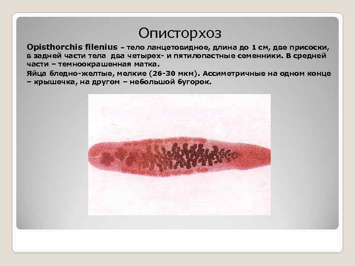 Описторхоз Opisthorchis filenius – тело ланцетовидное, длина до 1 см, две присоски, в задней