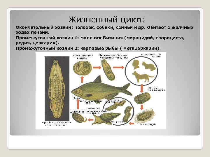 Жизненный цикл: Окончательный хозяин: человек, собаки, свиньи и др. Обитает в желчных ходах печени.