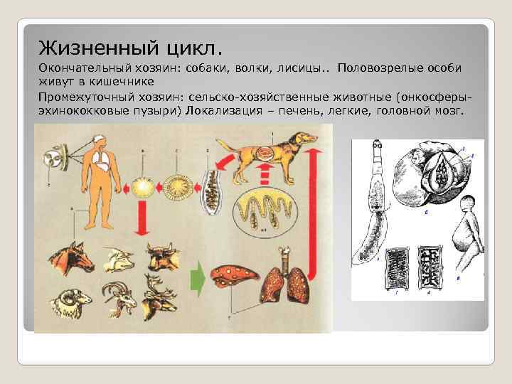 Жизненный цикл. Окончательный хозяин: собаки, волки, лисицы. . Половозрелые особи живут в кишечнике Промежуточный