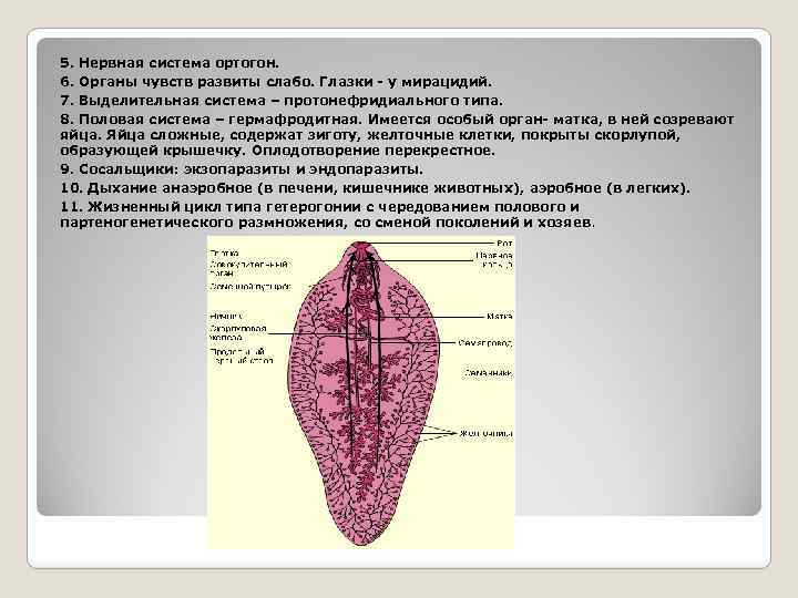 Общая характеристика червей тип плоские черви