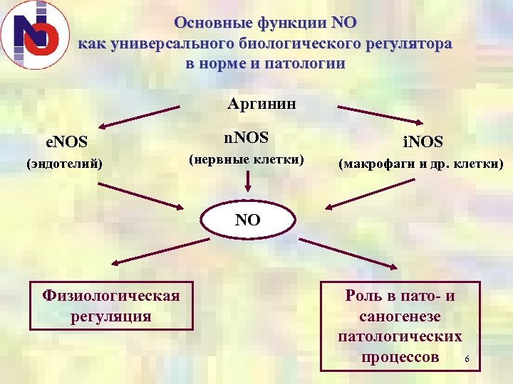 Основные функции NO как универсального биологического регулятора в норме и патологии Аргинин e. NOS