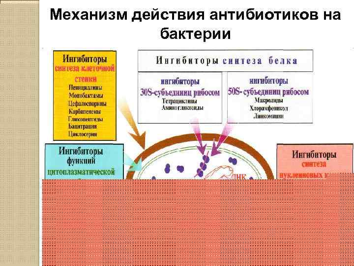 Действие антибиотиков. Механизм действия антибиотиков на бактерии. Механизмы действия антибиотиков на микроорганизмы. Мезанизм действия антимикотиков. Механизм действия антибиотиков на микробы.