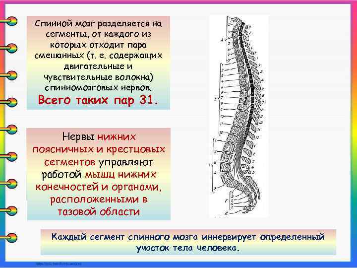 Спинной мозг разделяется на сегменты, от каждого из которых отходит пара смешанных (т. е.