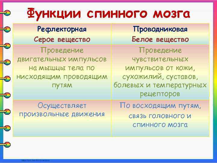 Функции спинного мозга Рефлекторная Серое вещество Проводниковая Белое вещество Проведение двигательных импульсов чувствительных на