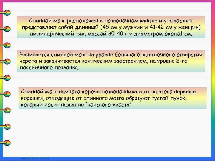 Спинной мозг расположен в позвоночном канале и у взрослых представляет собой длинный (45 см