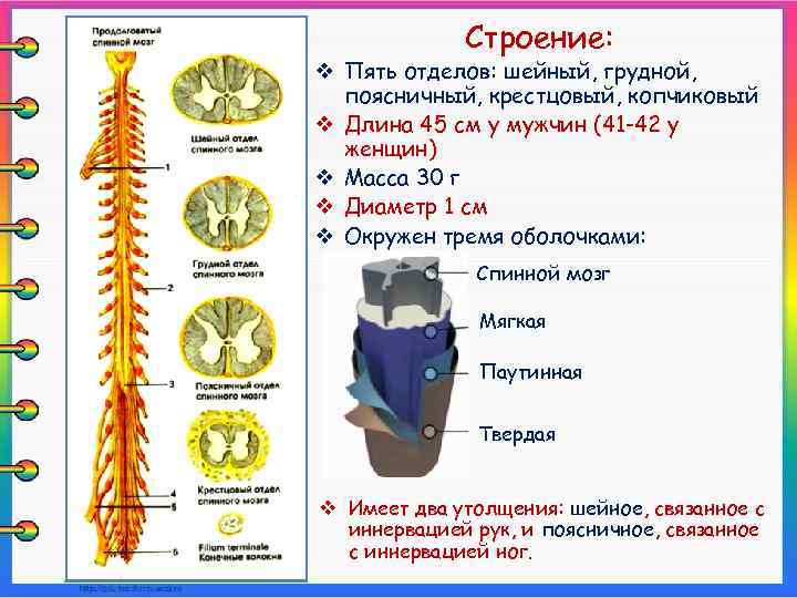 Строение: v Пять отделов: шейный, грудной, поясничный, крестцовый, копчиковый v Длина 45 см у