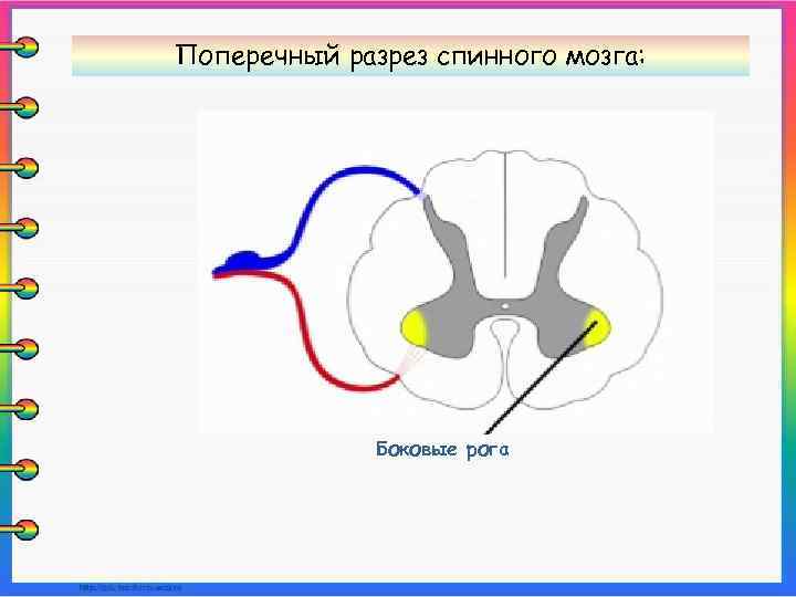 Поперечный разрез спинного мозга: Боковые рога 