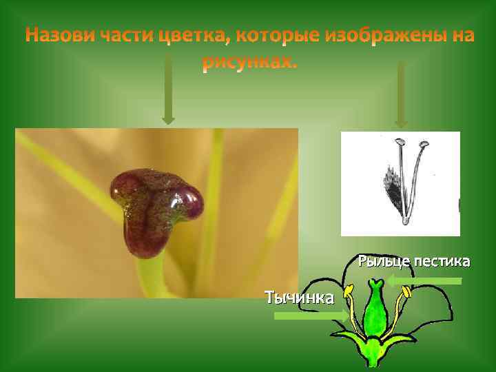 Семя зародыш пестик. Зародыш в пестике. Семя-зародыш тычинка-. Образование плодов и семян. Форма рыльца пестика.