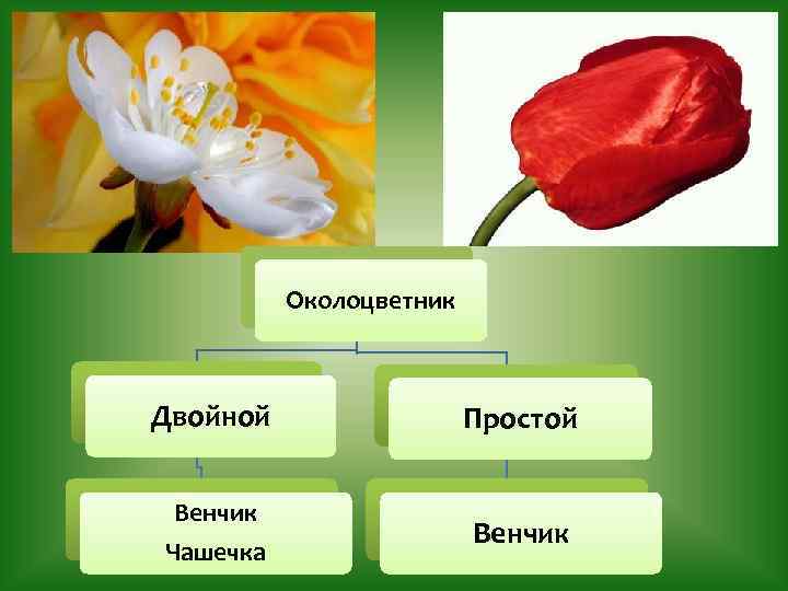 Какой околоцветник простой. Чашечка двойного околоцветника. Околоцветник чашечка и венчик. Двойной околоцветник вишня. Простой околоцветник.