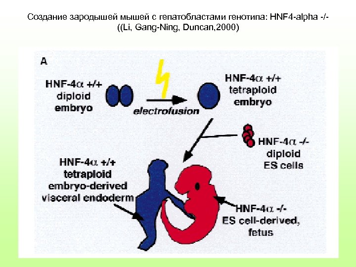 Создание зародышей мышей с гепатобластами генотипа: HNF 4 -alpha -/((Li, Gang-Ning, Duncan, 2000) 