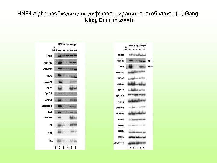 HNF 4 -alpha необходим для дифференцировки гепатобластов (Li, Gang. Ning, Duncan, 2000) 