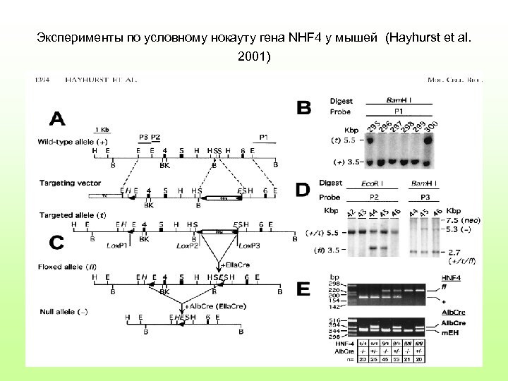 Эксперименты по условному нокауту гена NHF 4 у мышей (Hayhurst et al. 2001) 