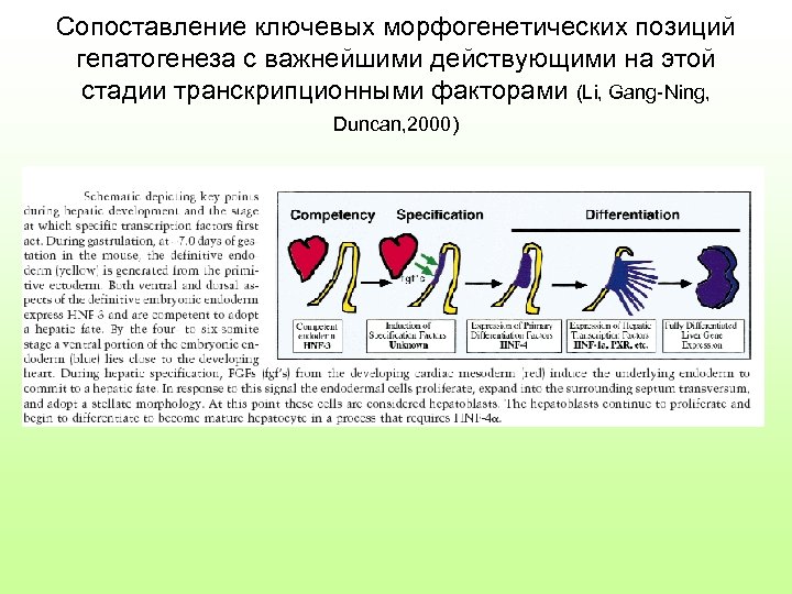 Сопоставление ключевых морфогенетических позиций гепатогенеза с важнейшими действующими на этой стадии транскрипционными факторами (Li,