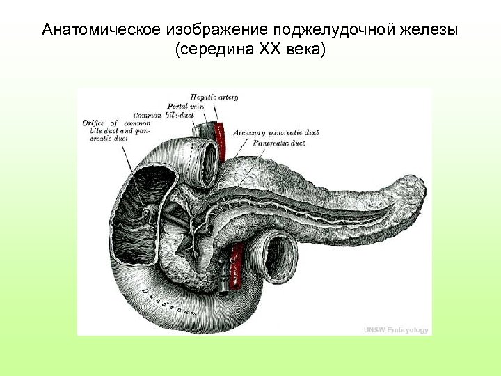 Анатомическое изображение поджелудочной железы (середина ХХ века) 