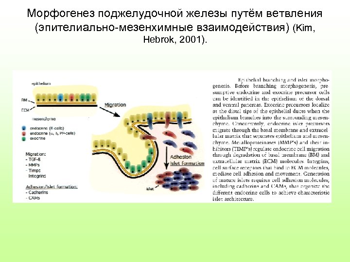 Морфогенез поджелудочной железы путём ветвления (эпителиально-мезенхимные взаимодействия) (Kim, Hebrok, 2001). 