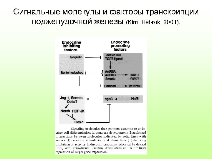 Сигнальные молекулы и факторы транскрипции поджелудочной железы (Kim, Hebrok, 2001). 