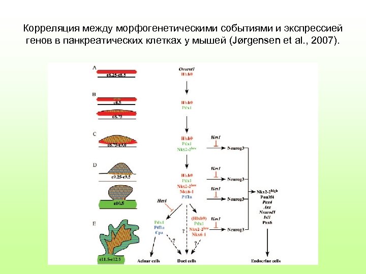 Корреляция между морфогенетическими событиями и экспрессией генов в панкреатических клетках у мышей (Jørgensen et