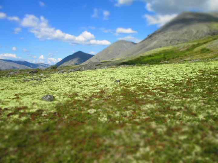 Наша команда 