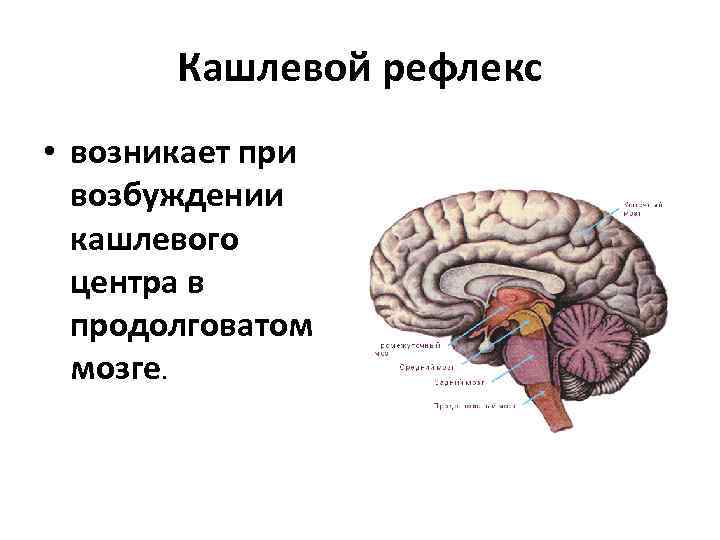 Кашлевой рефлекс • возникает при возбуждении кашлевого центра в продолговатом мозге. 