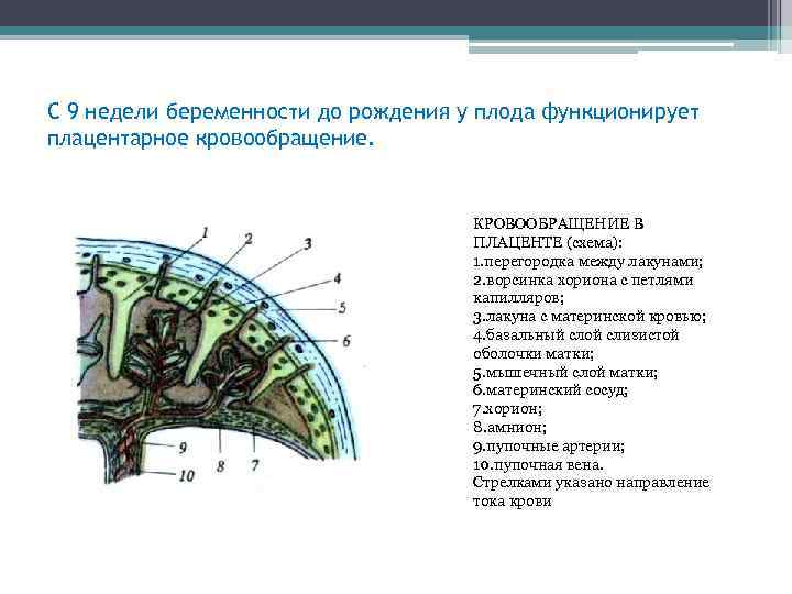 С 9 недели беременности до рождения у плода функционирует плацентарное кровообращение. КРОВООБРАЩЕНИЕ В ПЛАЦЕНТЕ