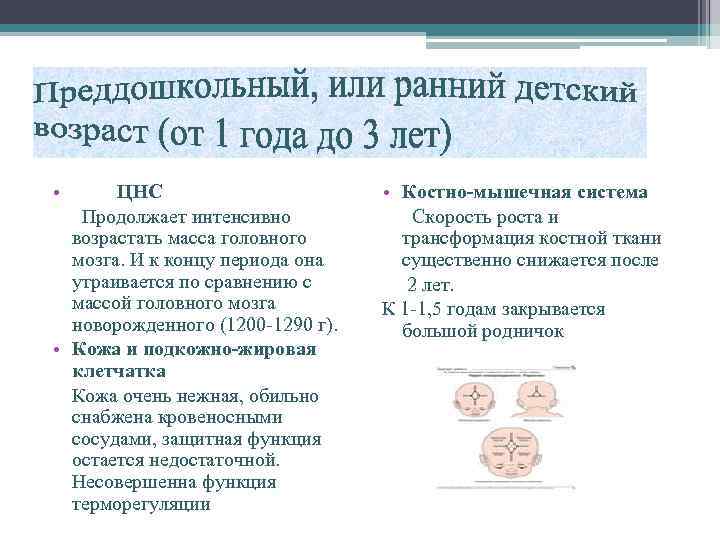  • ЦНС Продолжает интенсивно возрастать масса головного мозга. И к концу периода она