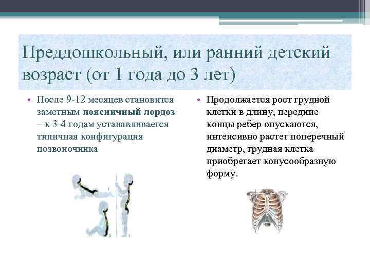 Преддошкольный, или ранний детский возраст (от 1 года до 3 лет) • После 9
