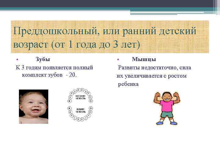 Преддошкольный, или ранний детский возраст (от 1 года до 3 лет) • Зубы К