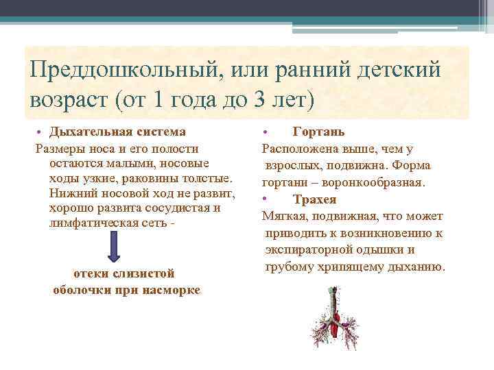 Преддошкольный, или ранний детский возраст (от 1 года до 3 лет) • Дыхательная система