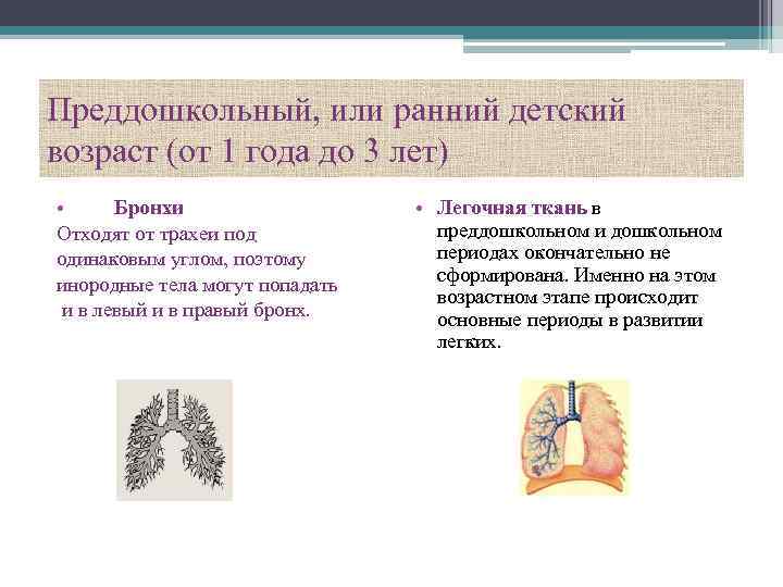 Преддошкольный, или ранний детский возраст (от 1 года до 3 лет) • Бронхи Отходят