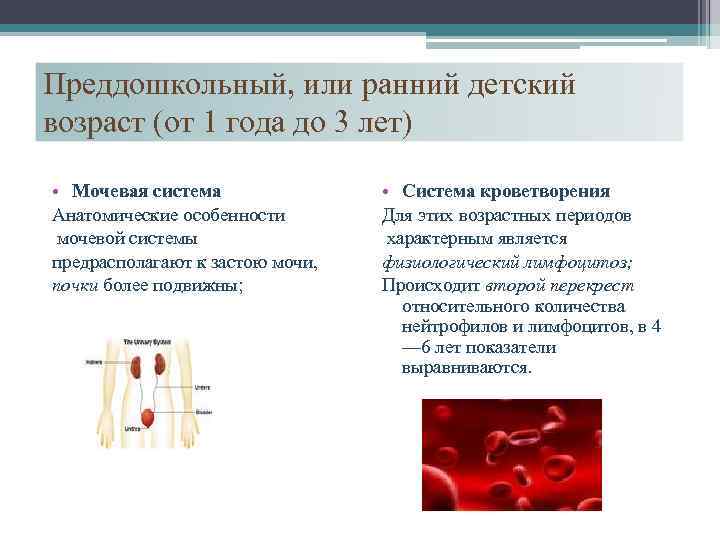 Преддошкольный, или ранний детский возраст (от 1 года до 3 лет) • Мочевая система
