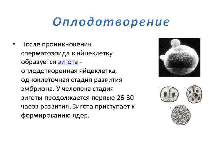  • После проникновения сперматозоида в яйцеклетку образуется зигота - оплодотворенная яйцеклетка, одноклеточная стадия