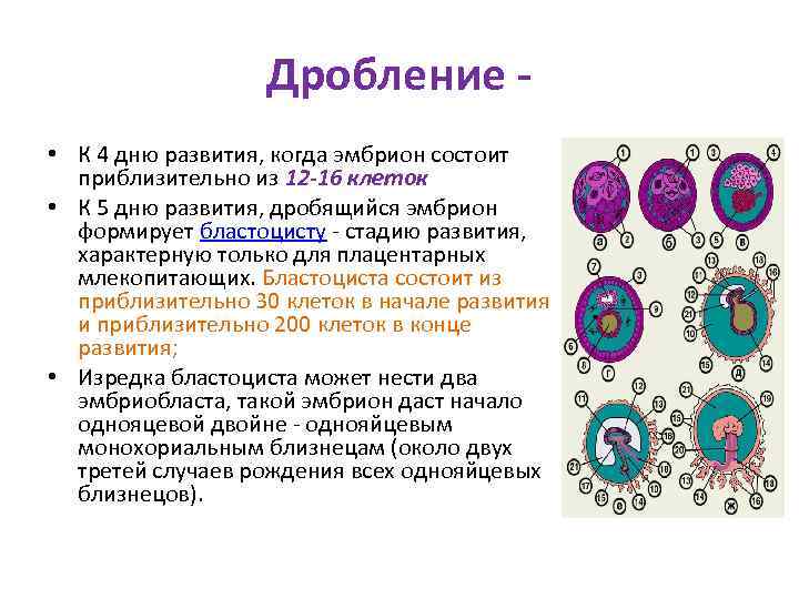 Дробление • К 4 дню развития, когда эмбрион состоит приблизительно из 12 -16 клеток