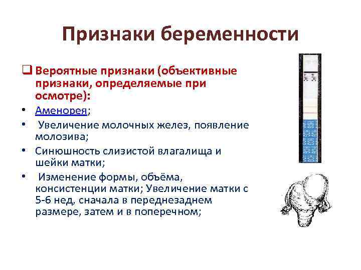 Признаки беременности q Вероятные признаки (объективные признаки, определяемые при осмотре): • Аменорея; • Увеличение