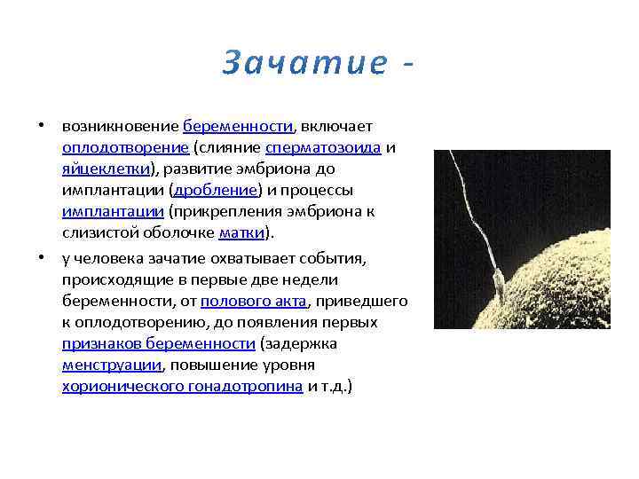  • возникновение беременности, включает оплодотворение (слияние сперматозоида и яйцеклетки), развитие эмбриона до имплантации