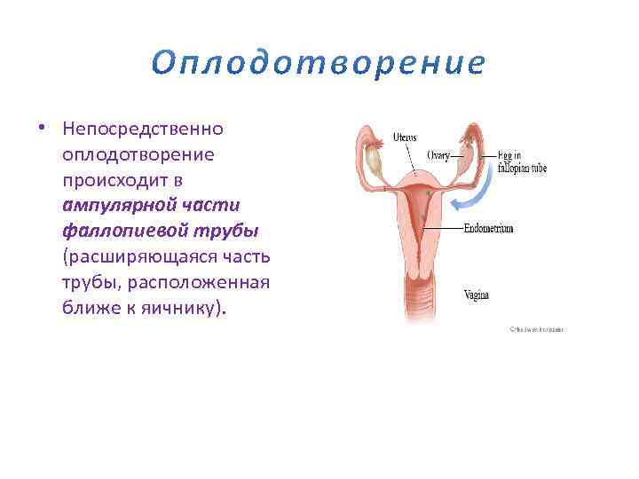  • Непосредственно оплодотворение происходит в ампулярной части фаллопиевой трубы (расширяющаяся часть трубы, расположенная