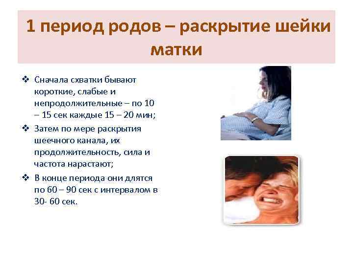 1 период родов – раскрытие шейки матки v Сначала схватки бывают короткие, слабые и