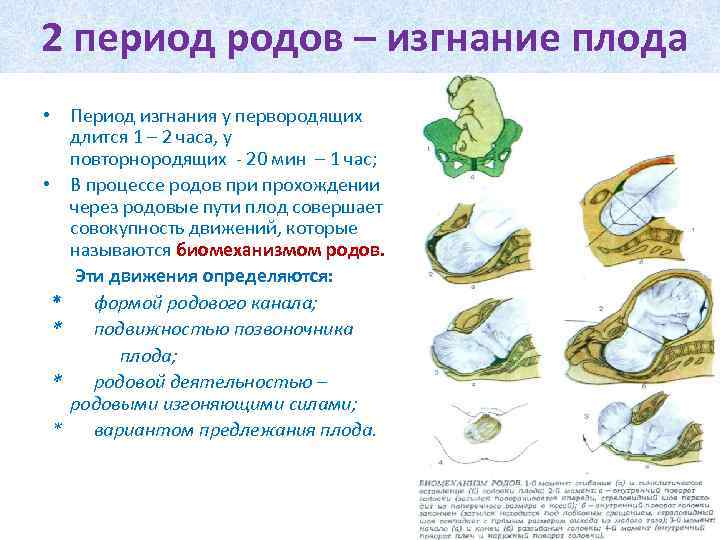 2 период родов – изгнание плода • Период изгнания у первородящих длится 1 –